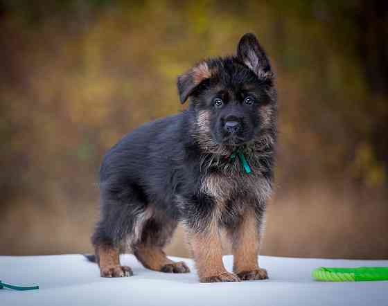 Прекрасный кобель немецкой овчарки! Донецк