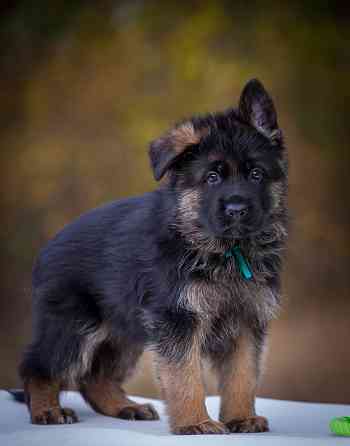 Прекрасный кобель немецкой овчарки! Донецк