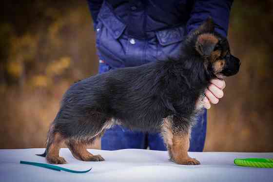 Прекрасный кобель немецкой овчарки! Донецк