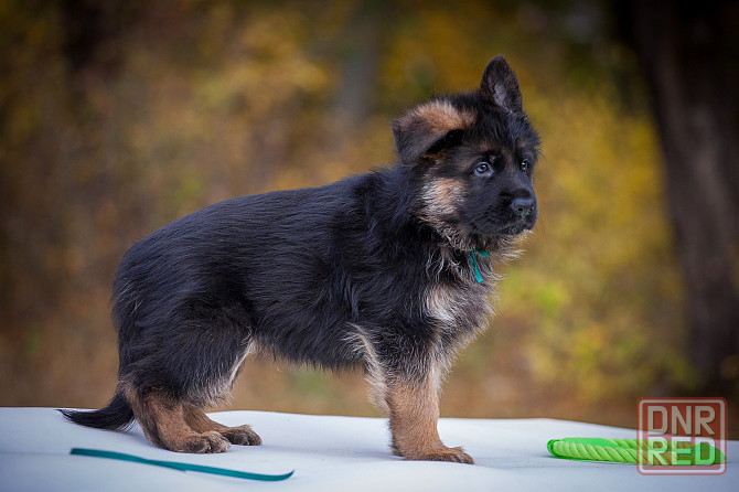 Прекрасный кобель немецкой овчарки! Донецк - изображение 3