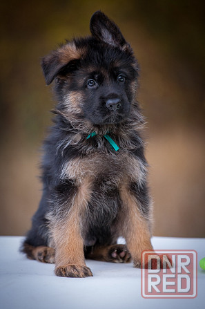 Прекрасный кобель немецкой овчарки! Донецк - изображение 2