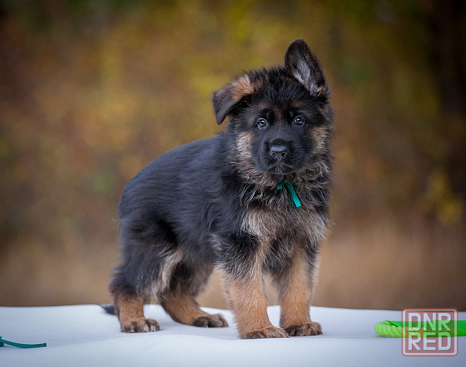 Прекрасный кобель немецкой овчарки! Донецк - изображение 5