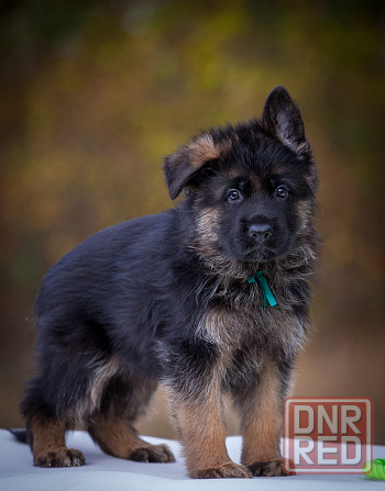 Прекрасный кобель немецкой овчарки! Донецк - изображение 4