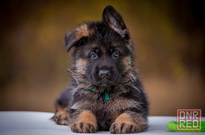 Прекрасный кобель немецкой овчарки! Донецк - изображение 7