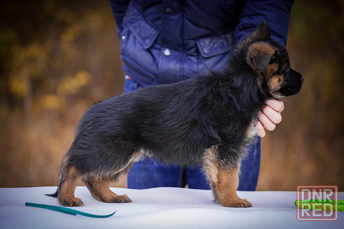 Прекрасный кобель немецкой овчарки! Донецк - изображение 6