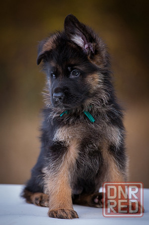 Прекрасный кобель немецкой овчарки! Донецк - изображение 1