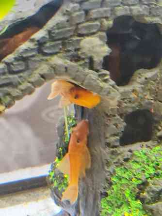 Молодь сомиков анциструсов Super Red Донецк