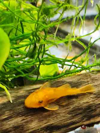 Молодь сомиков анциструсов Super Red Донецк