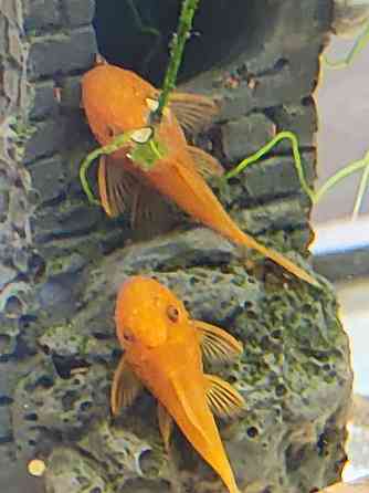 Молодь сомиков анциструсов Super Red Донецк