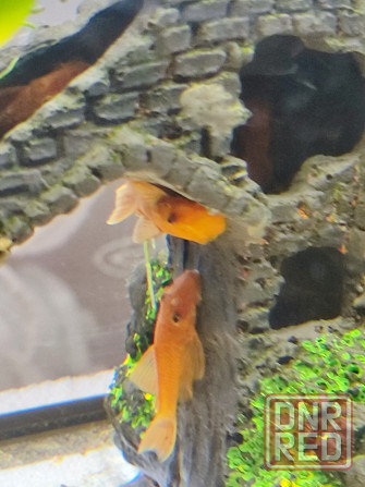 Молодь сомиков анциструсов Super Red Донецк - изображение 3