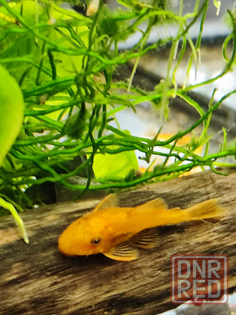 Молодь сомиков анциструсов Super Red Донецк - изображение 1