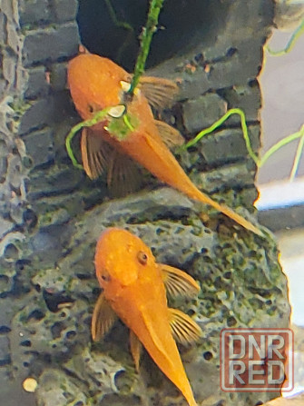 Молодь сомиков анциструсов Super Red Донецк - изображение 2