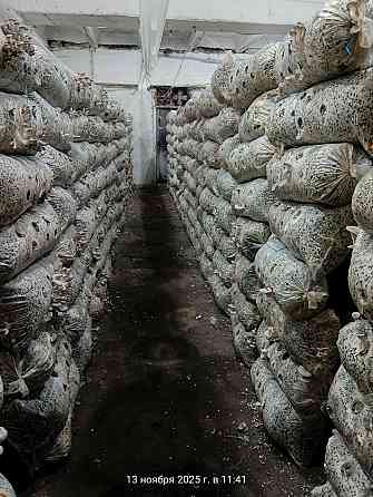 Аренда Готового Грибного Бизнеса, 360м.кв., под Ключ, ул.Баумана Донецк