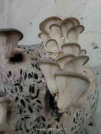 Аренда Готового Грибного Бизнеса, 360м.кв., под Ключ, ул.Баумана Донецк