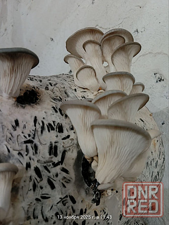 Аренда Готового Грибного Бизнеса, 360м.кв., под Ключ, ул.Баумана Донецк - изображение 3