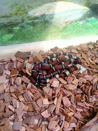 Молочная змея Донецк