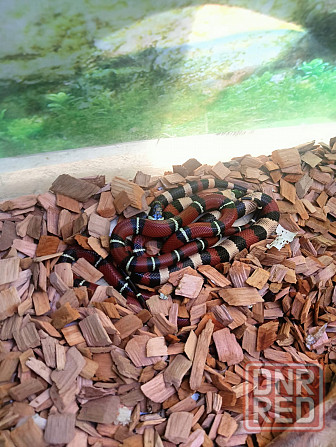 Молочная змея Донецк - изображение 1