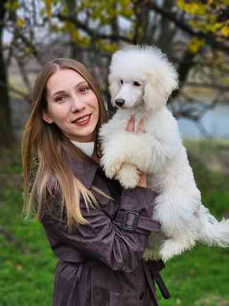 Карликовый пудель Торез