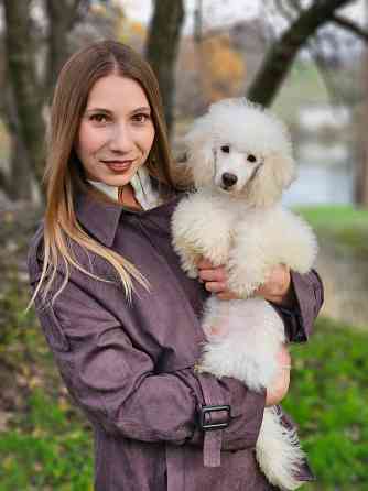 Карликовый пудель Торез