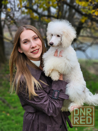 Карликовый пудель Торез - изображение 1