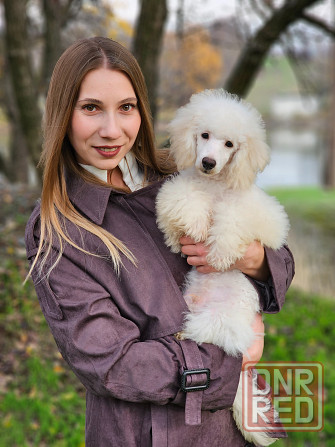 Карликовый пудель Торез - изображение 2