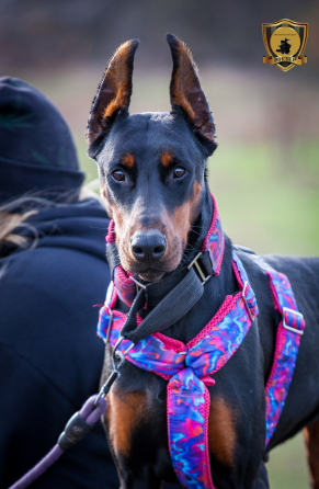 Ошейники и шлейки ручьной роботы Макеевка