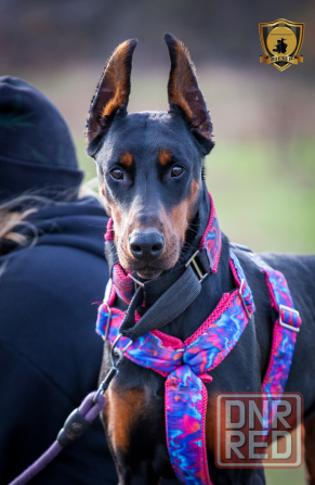 Ошейники и шлейки ручьной роботы Макеевка - изображение 4