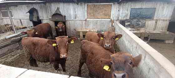 Продам ферму ЛпХ 3.6 гектар земли, ангары, хлев... Колодцы, скважины с водой! Пригород Донецка! Донецк