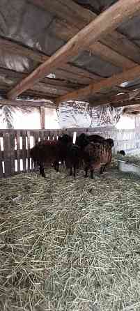 Продам ферму ЛпХ 3.6 гектар земли, ангары, хлев... Колодцы, скважины с водой! Пригород Донецка! Донецк