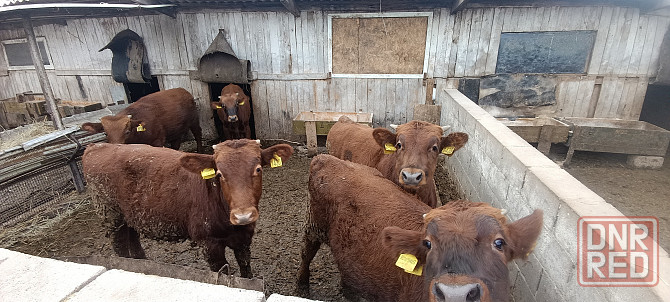 Продам ферму ЛпХ 3.6 гектар земли, ангары, хлев... Колодцы, скважины с водой! Пригород Донецка! Донецк - изображение 4