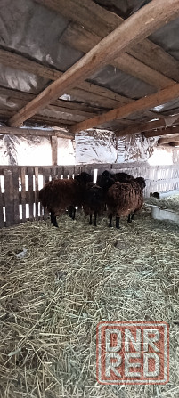 Продам ферму ЛпХ 3.6 гектар земли, ангары, хлев... Колодцы, скважины с водой! Пригород Донецка! Донецк - изображение 3