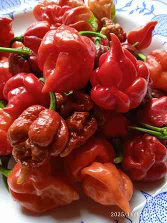 Сверхострые перцы Скорпион, Каролина рипер Донецк