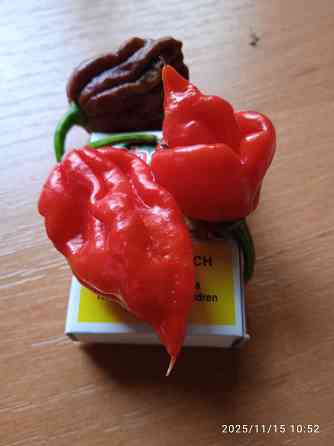 Сверхострые перцы Скорпион, Каролина рипер Донецк