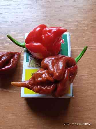 Сверхострые перцы Скорпион, Каролина рипер Донецк