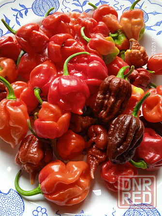 Сверхострые перцы Скорпион, Каролина рипер Донецк - изображение 3