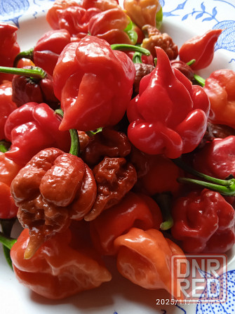 Сверхострые перцы Скорпион, Каролина рипер Донецк - изображение 1