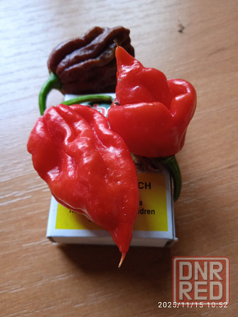 Сверхострые перцы Скорпион, Каролина рипер Донецк - изображение 2