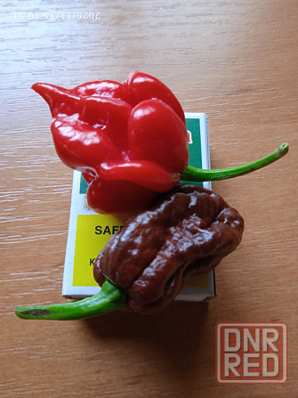 Сверхострые перцы Скорпион, Каролина рипер Донецк - изображение 5