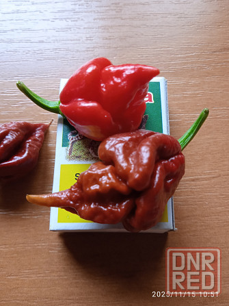 Сверхострые перцы Скорпион, Каролина рипер Донецк - изображение 4