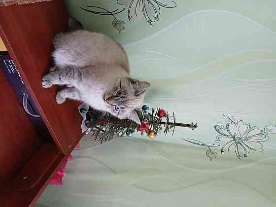 Отдам кошечку в добрые руки Макеевка