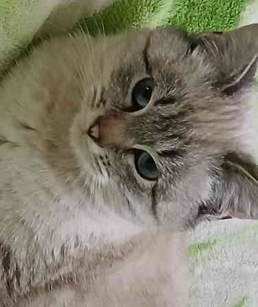 Отдам кошечку в добрые руки Макеевка