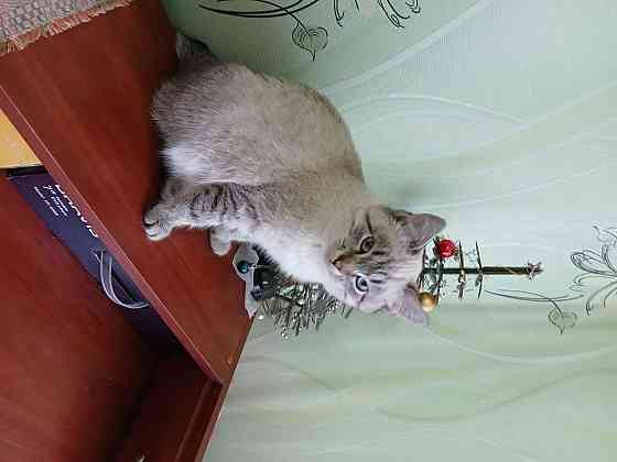 Отдам кошечку в добрые руки Макеевка