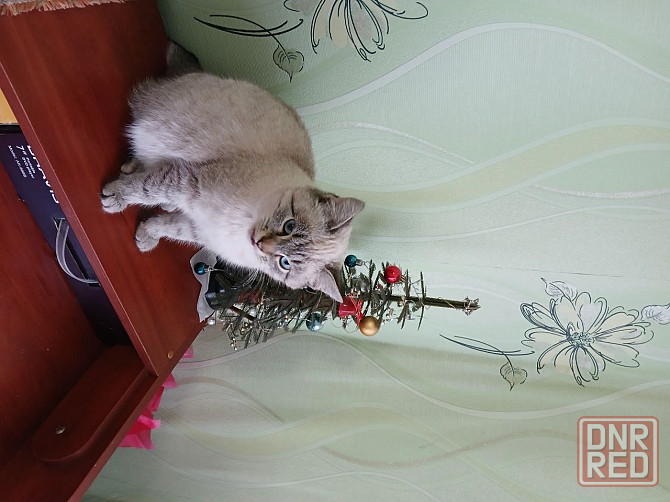 Отдам кошечку в добрые руки Макеевка - изображение 3