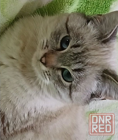 Отдам кошечку в добрые руки Макеевка - изображение 1