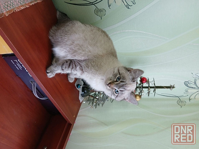 Отдам кошечку в добрые руки Макеевка - изображение 2