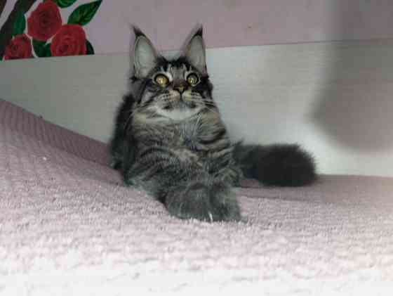 Котик Мейн Кун лесного окраса Донецк