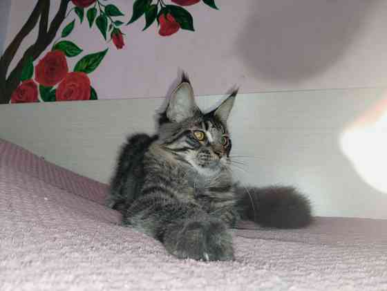 Котик Мейн Кун лесного окраса Донецк