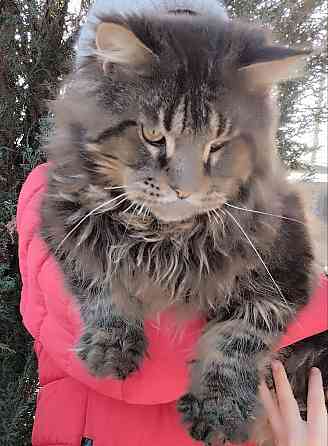 Котик Мейн Кун лесного окраса Донецк