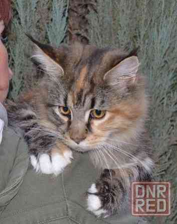 Котик Мейн Кун лесного окраса Донецк