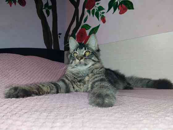 Котик Мейн Кун лесного окраса Донецк